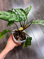 Aglaonema Manila Pride Variegated - Local Pickup and Delivery Only