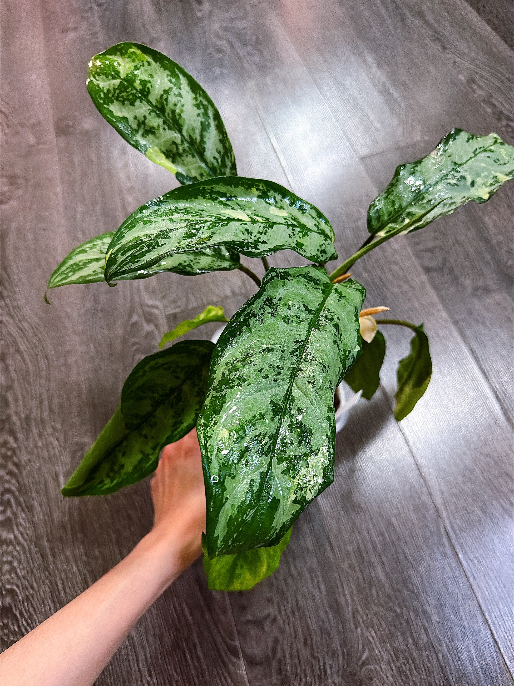 Aglaonema Manila Pride Variegated - Local Pickup and Delivery Only