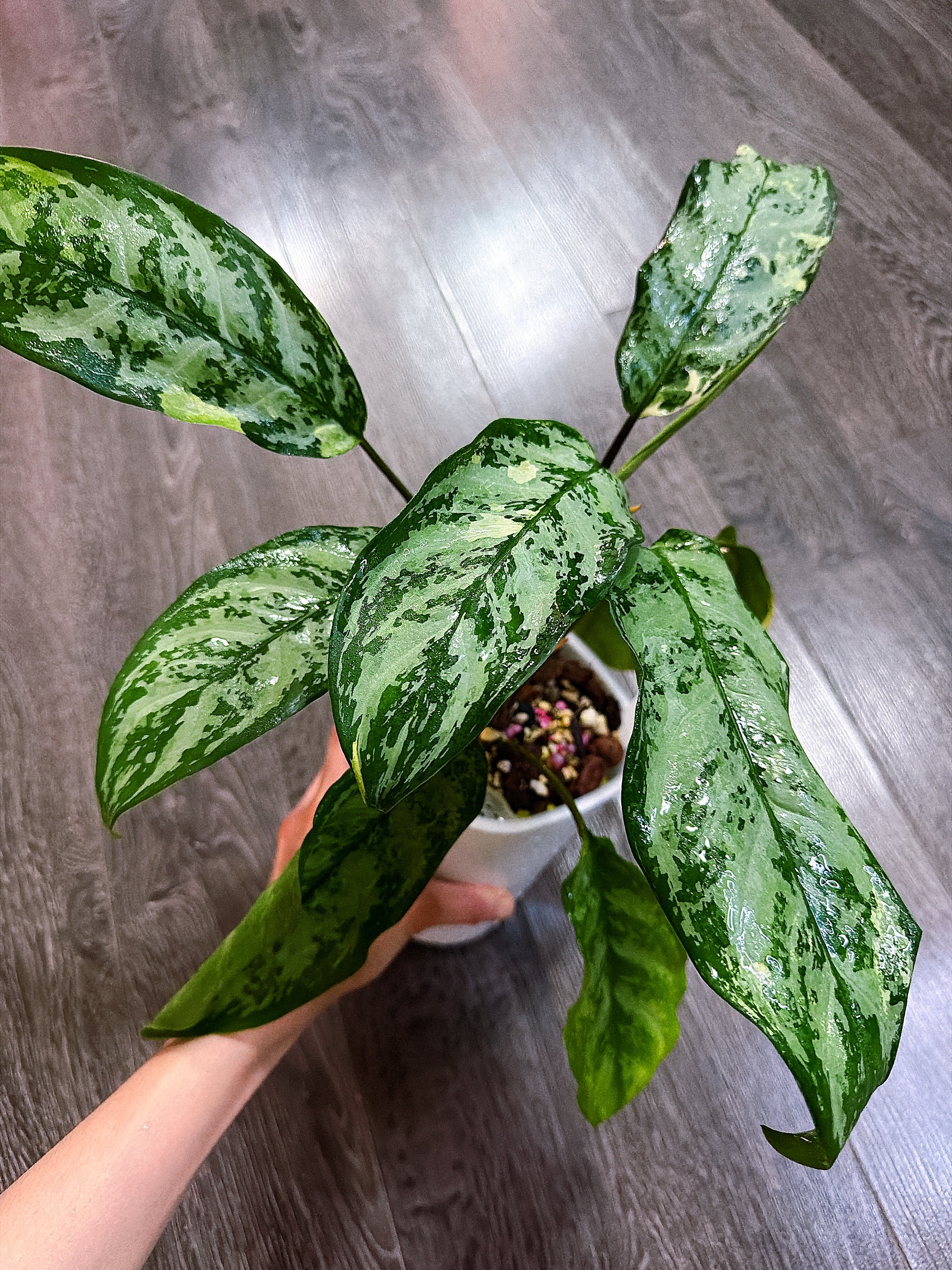 Aglaonema Manila Pride Variegated - Local Pickup and Delivery Only