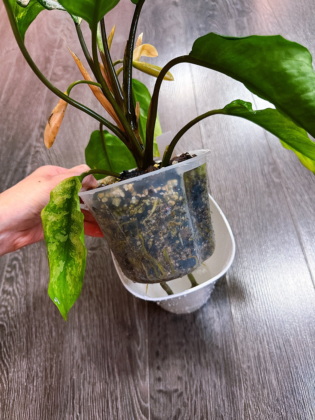 Aglaonema Manila Pride Variegated - Local Pickup and Delivery Only