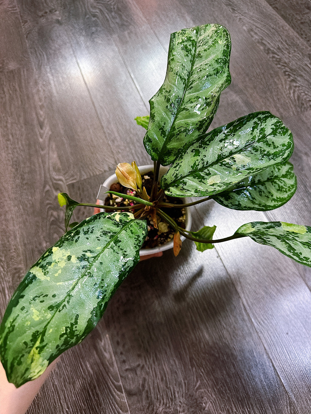 Aglaonema Manila Pride Variegated - Local Pickup and Delivery Only