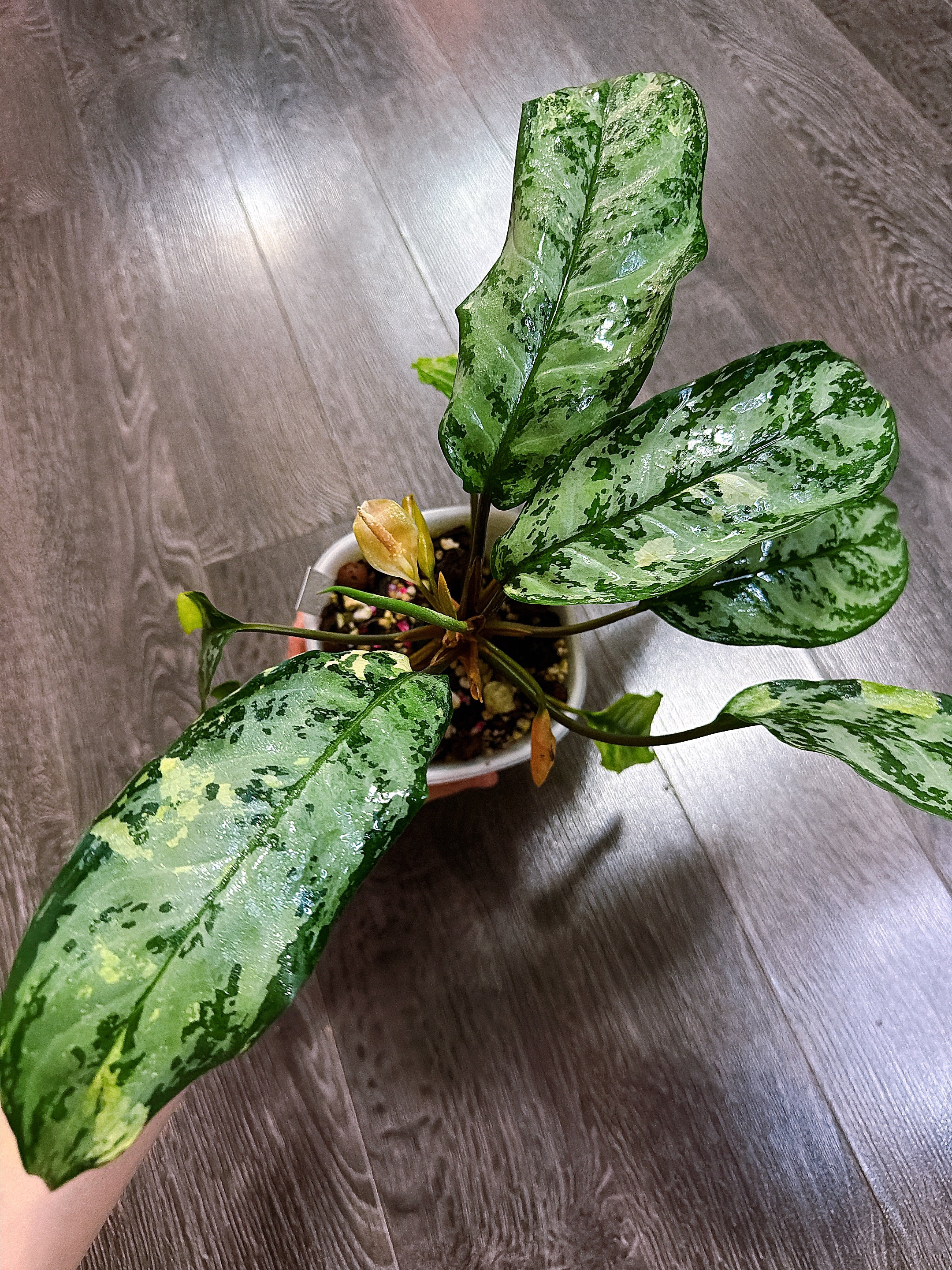 Aglaonema Manila Pride Variegated - Local Pickup and Delivery Only