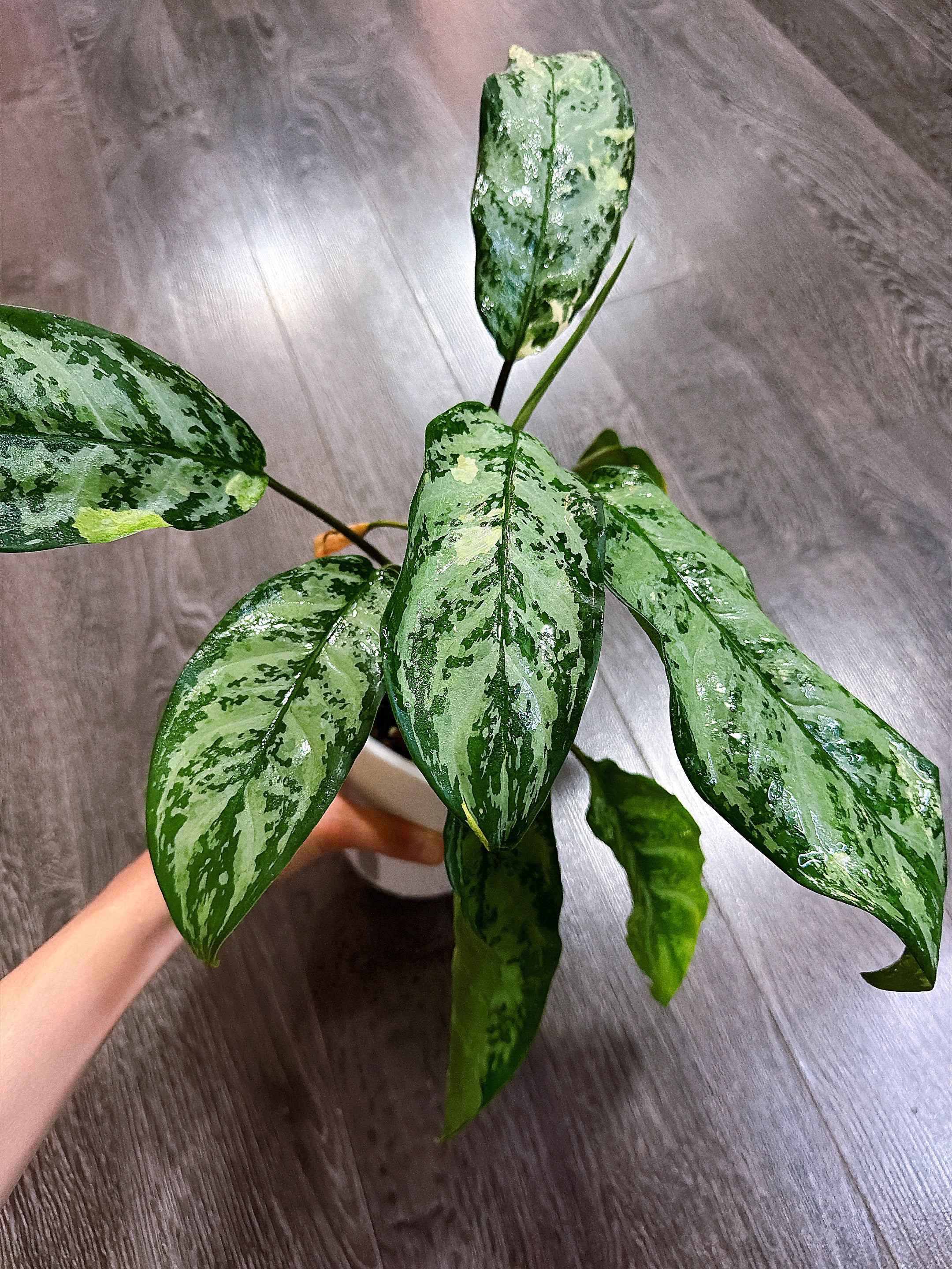 Aglaonema Manila Pride Variegated - Local Pickup and Delivery Only